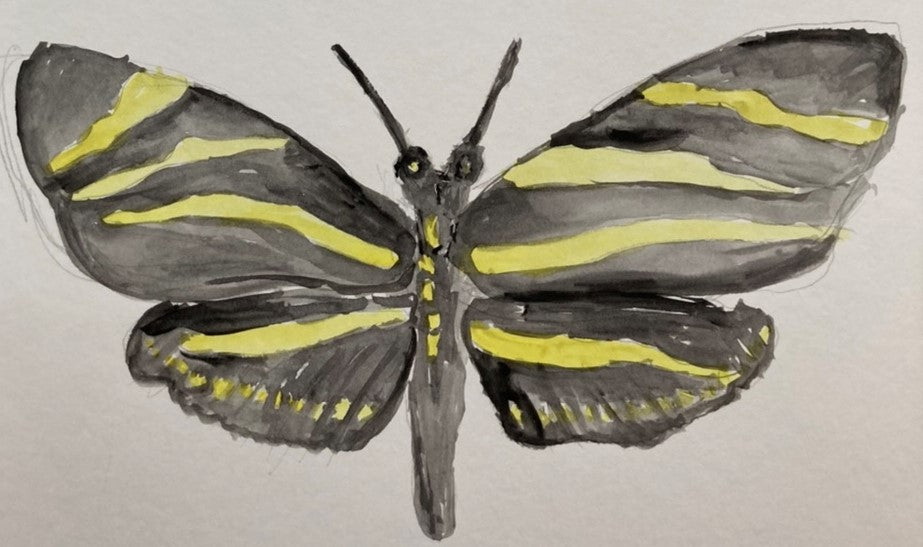 Zebra longwing butterfly - Watercolor 6